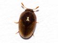 Olibrus corticalis